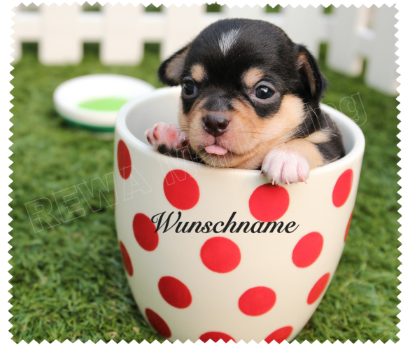 Glasses cleaning cloth - puppy in a cup with desired name