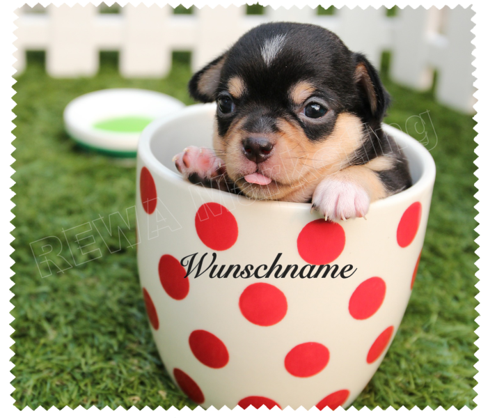 Brillenputztuch - Welpe in der Tasse mit Wunschnamen Brillenputztuch - Welpe in der Tasse mit Wunschnamen